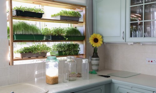 Living Foods window racks